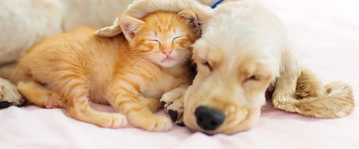 Header tierfreudenshop.de 